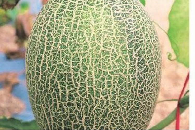 网纹瓜定植30天能喷叶面肥吗？