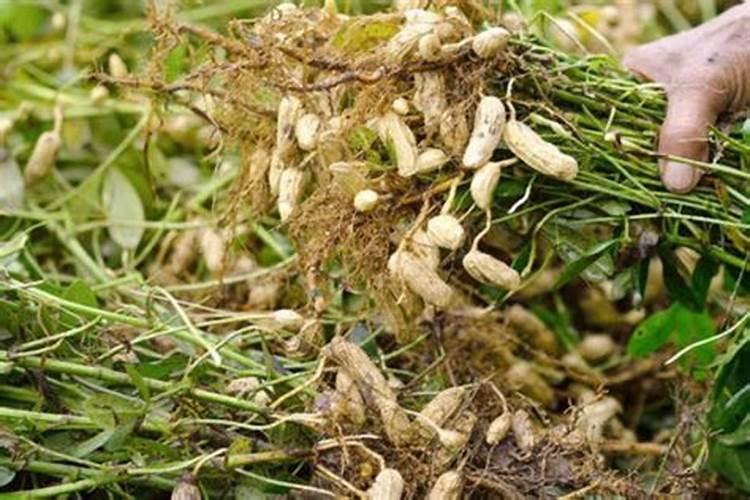 花生地里面需要施几次肥？一般在什么时候施肥？