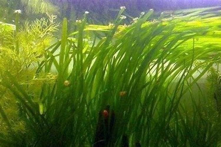 水培植物叶子发黄没劲生长,用什么肥料最好？