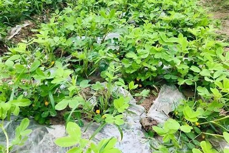 复硝酚钠在花生上的施用浓度是多少？