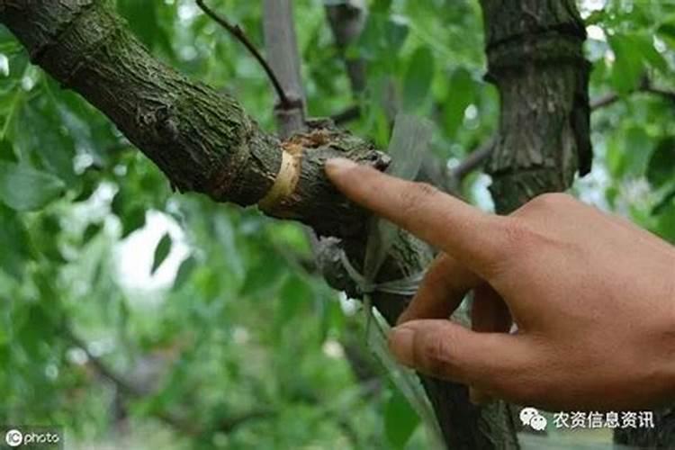 氨基酸叶面肥果树涂杆枝术