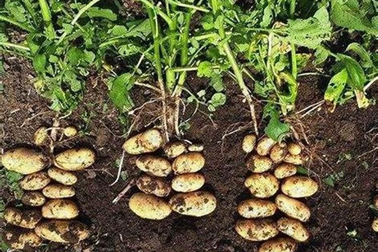 种植土豆最好是施哪种肥料最好？