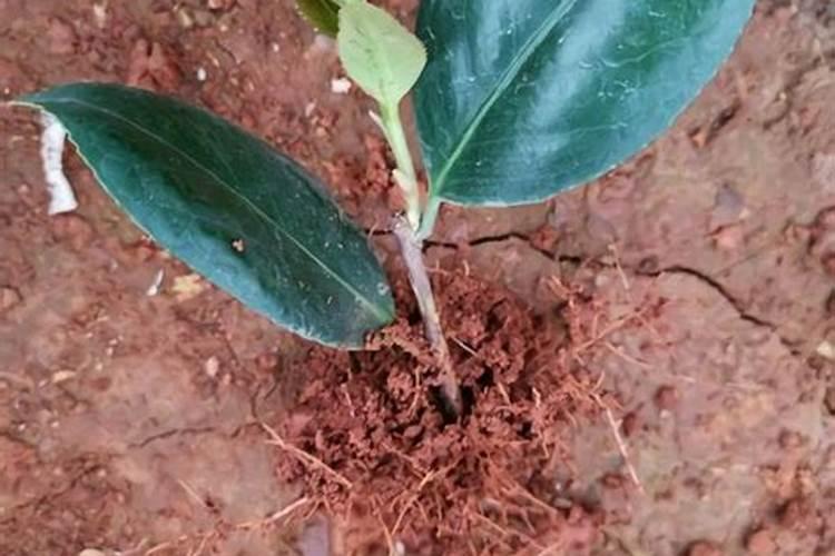 山茱萸怎么吃效果最好 山茱萸的功效与作用