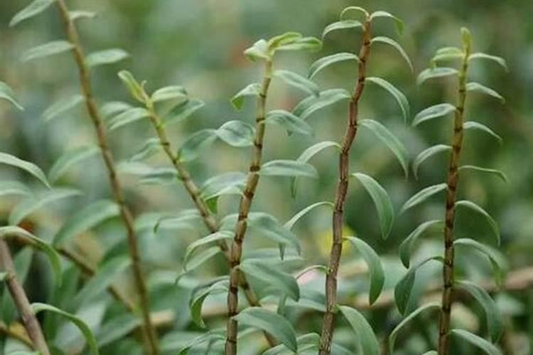 铁皮石斛浇什么肥合适？