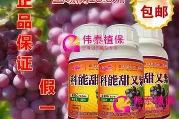 葡萄树的管理和修剪夏季