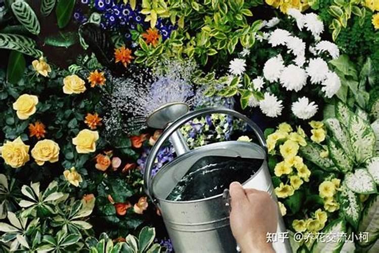 昙花用什么肥料？