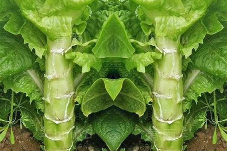 莴苣用什么肥料变高变粗 附莴苣的种植方法