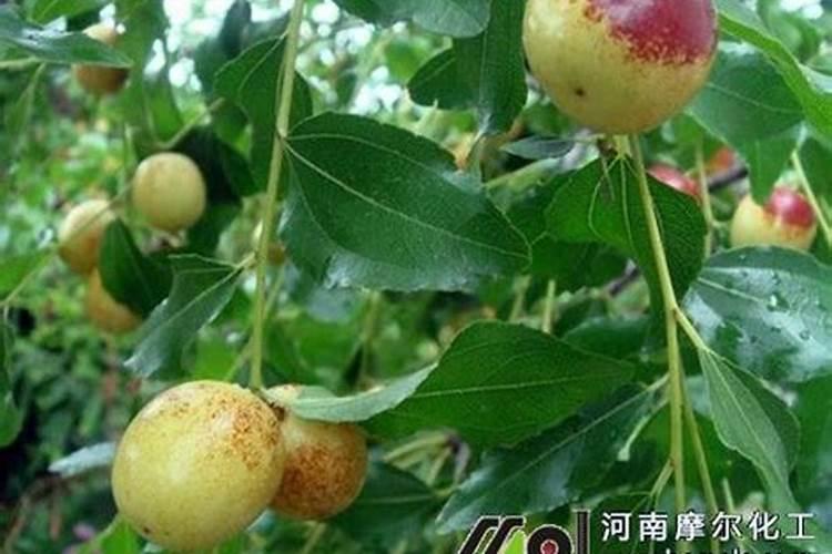 枣树开花结果初期施什么肥