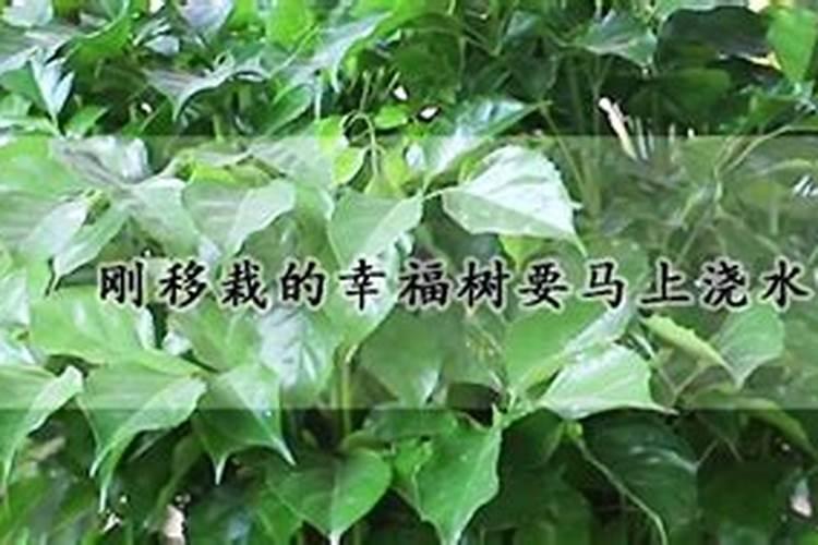 刚移栽的桂花树如何浇水施肥