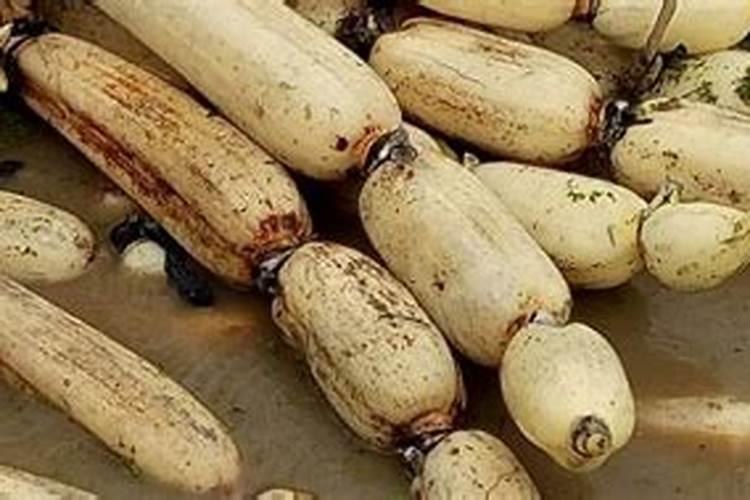 莲藕杀菌用什么杀菌剂 杀菌剂什么时候用效果好