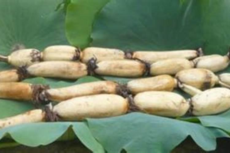 莲藕病虫害防治用什么农药比较好