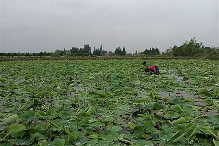 巴斯夫稻清可用于莲藕田吗？