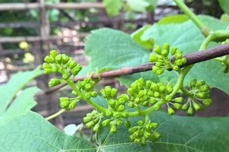 葡萄春季施肥用什么肥料(开春葡萄树怎么施肥搭配正确)