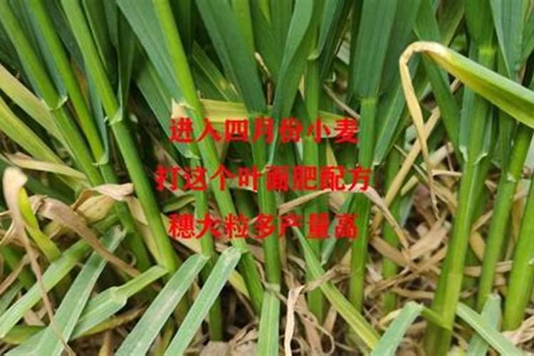 麦子淹黄了怎么办啊老师门