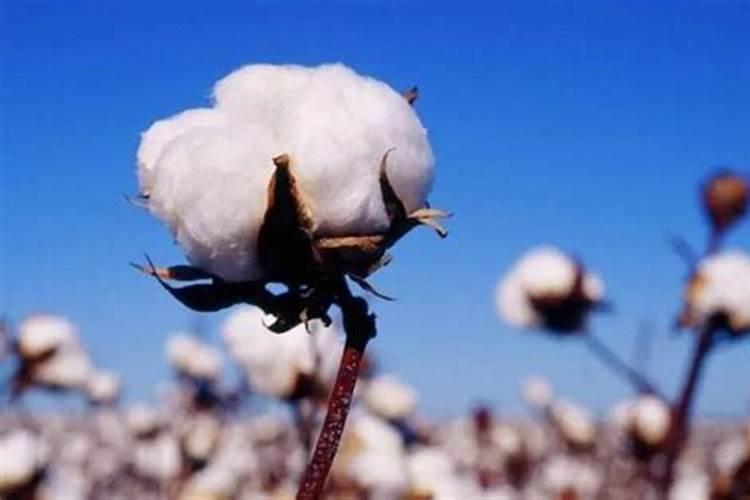 棉花后期需要什么肥料