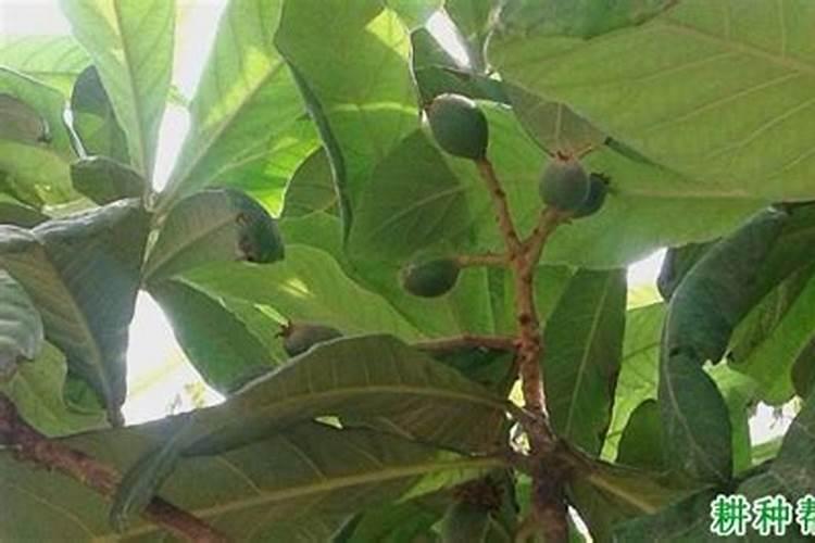 枇杷树釆完果后每颗树施多少要素,和磷肥？