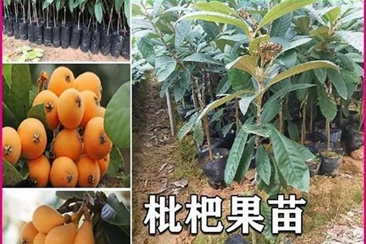 枇杷树什么时候施肥