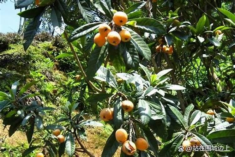 枇杷要怎样追肥？