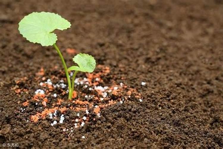 石菖蒲的种植与养殖方法 石菖蒲怎么养护管理