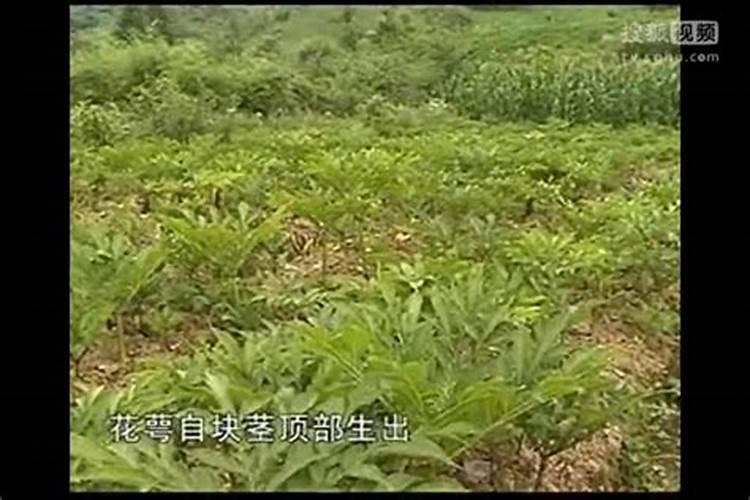种植魔芋怎么预防发瘟？