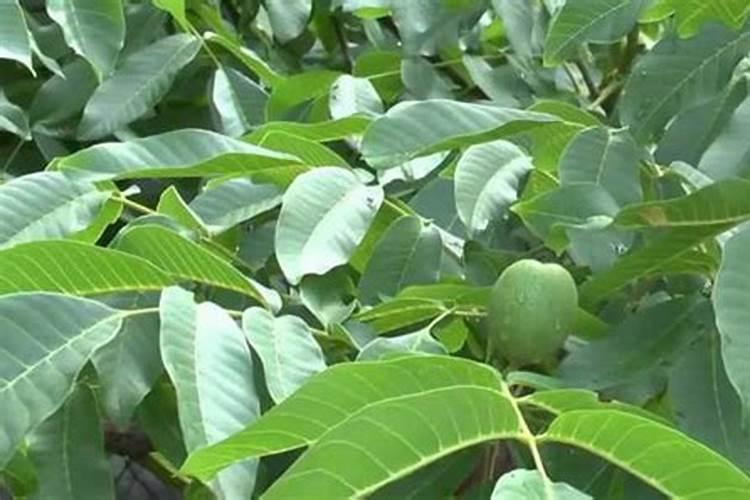 花生喷施钙肥最佳时间 什么时候使用合适