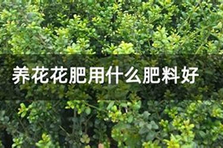 花芽分化用什么叶面肥