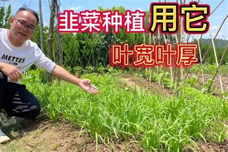 过期枸杞如何当花肥？