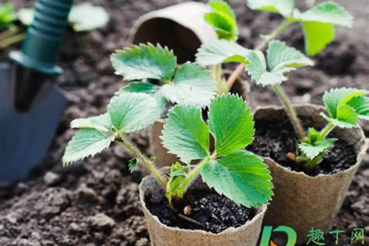 盆栽草莓施肥用什么肥料好