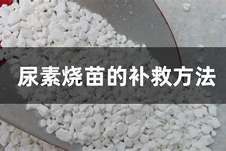 尿素烧苗的补救方法