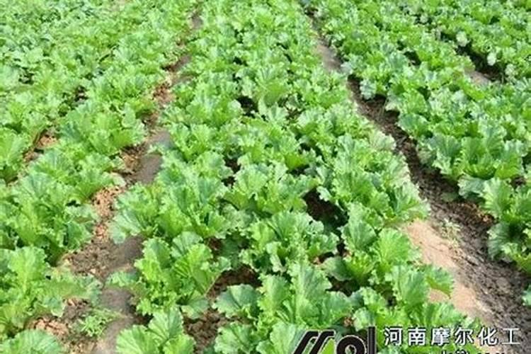 尿素烧苗的补救方法