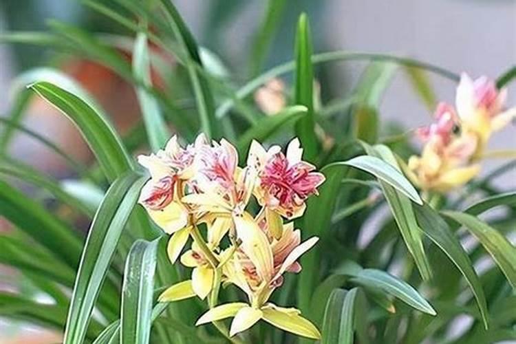6月份建兰开花后该如何养护管理？