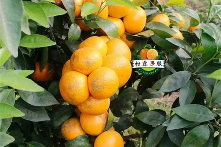 柑橘要怎样施肥？