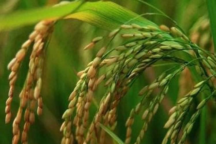 氮肥过多对水稻有什么危害 后期施的氮肥过多怎么处理