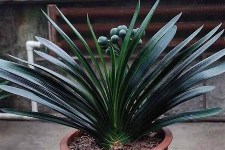 硼肥对植物的作用