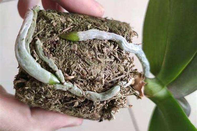 蝴蝶兰用什么肥,磷钾肥可促进花芽形成