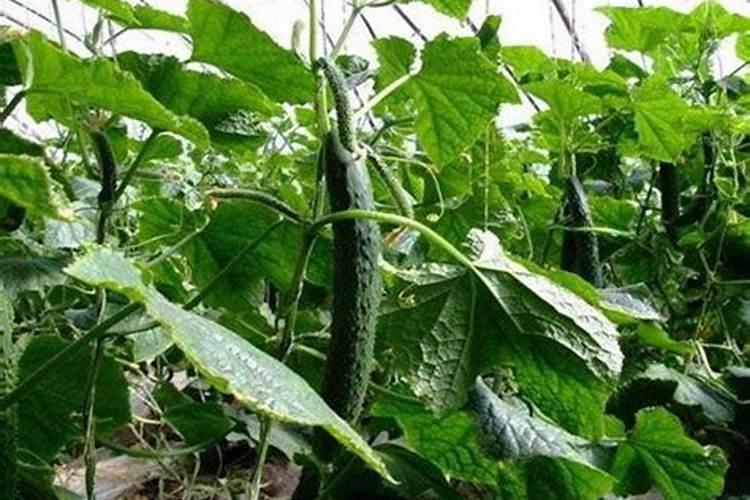 黄瓜初花结果期用什么肥既保花保果且不旺长