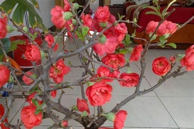 长寿冠海棠一年开几次花