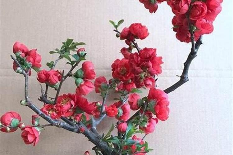 长寿冠海棠夏季怎么管理