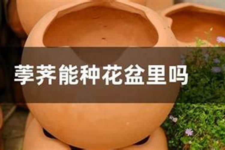 马掌如何养花