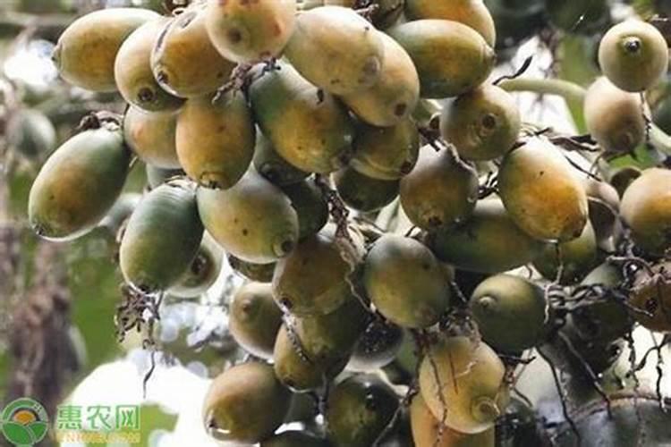 槟榔种植多久后可以施肥