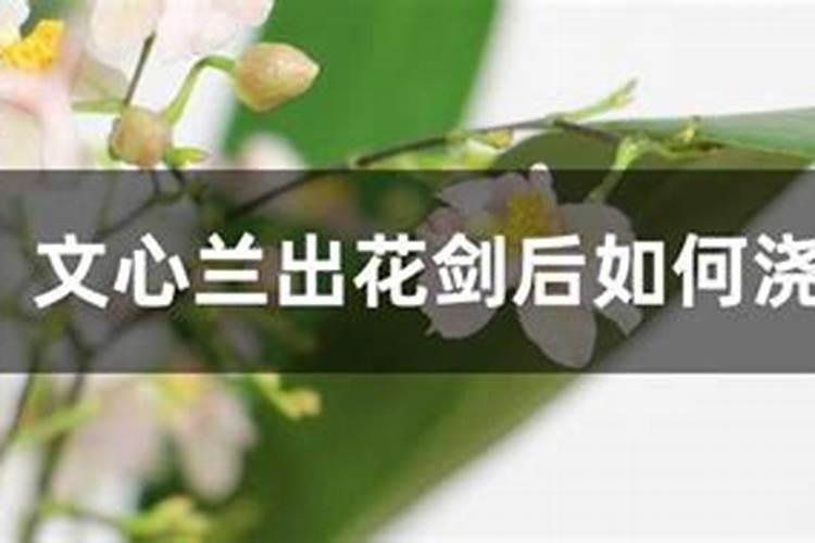 桃树如何施肥