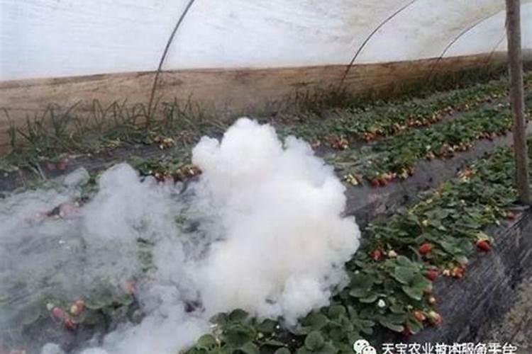 ...主要细菌病害的发生流行规律以及登记防治的有效药剂有哪些呢...