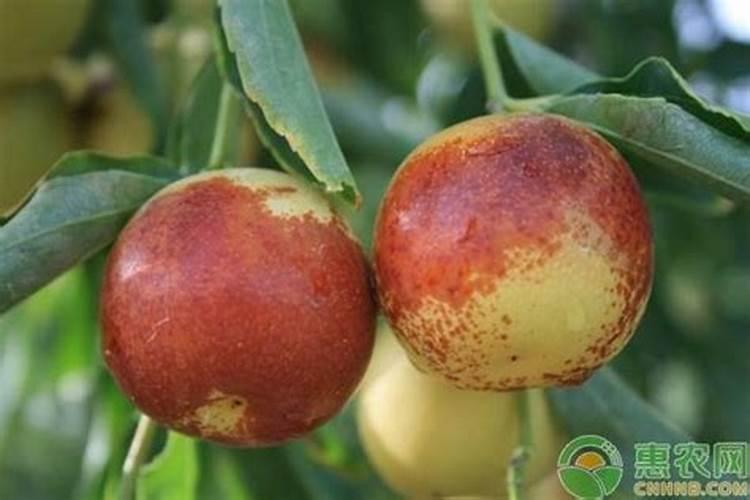 枣树施什么肥料最好