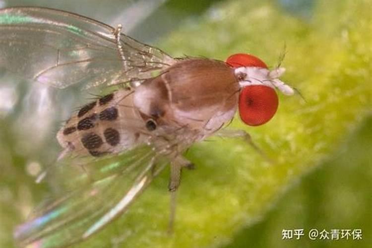 如何做到让葡萄一直不往外掉落