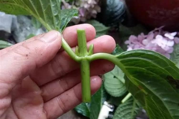 绣球花扦插方法,注意2点,第二年就能开花!