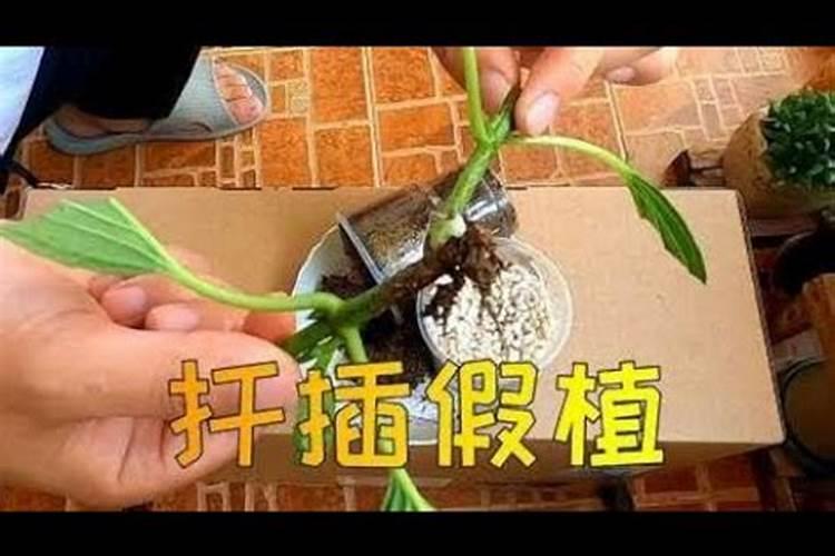 绣球花如何扦插什么季节扦插