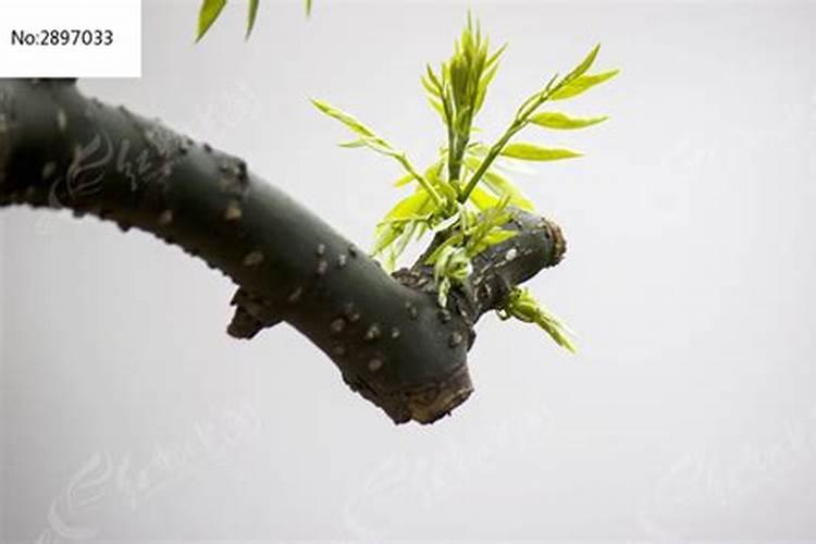刚种荔枝苗种下多久可以施肥