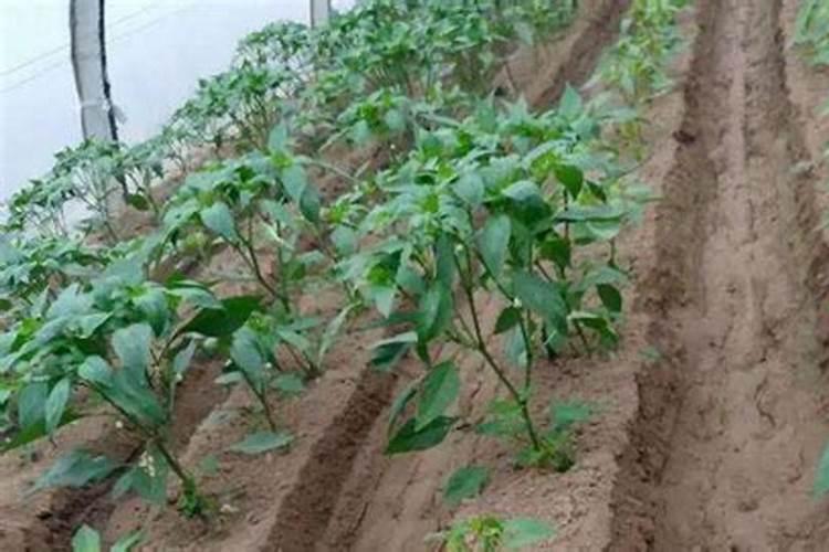 育辣椒苗用什么肥料好