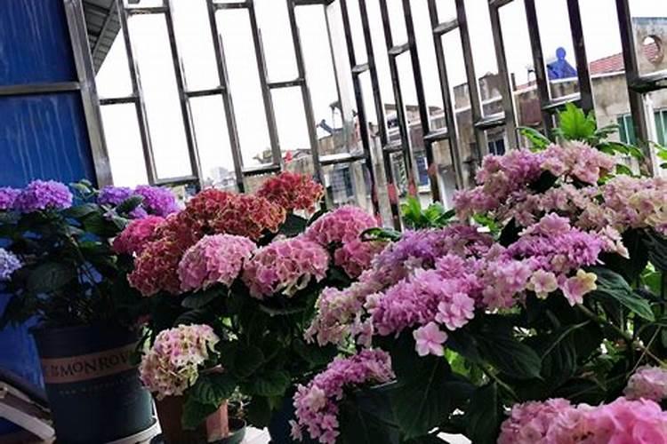 绣球花的养殖方法和注意事项
