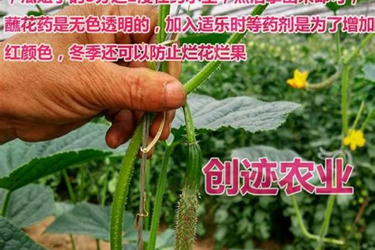 西瓜的膨瓜肥要怎样施用？